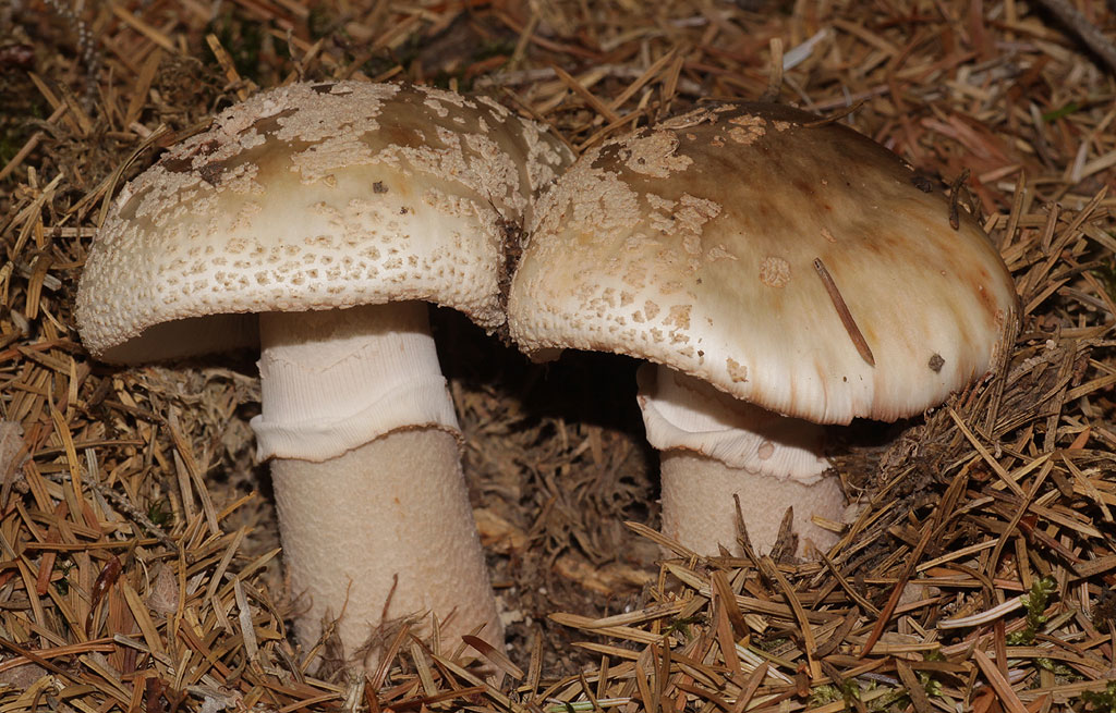 Copyright: Steve Terry