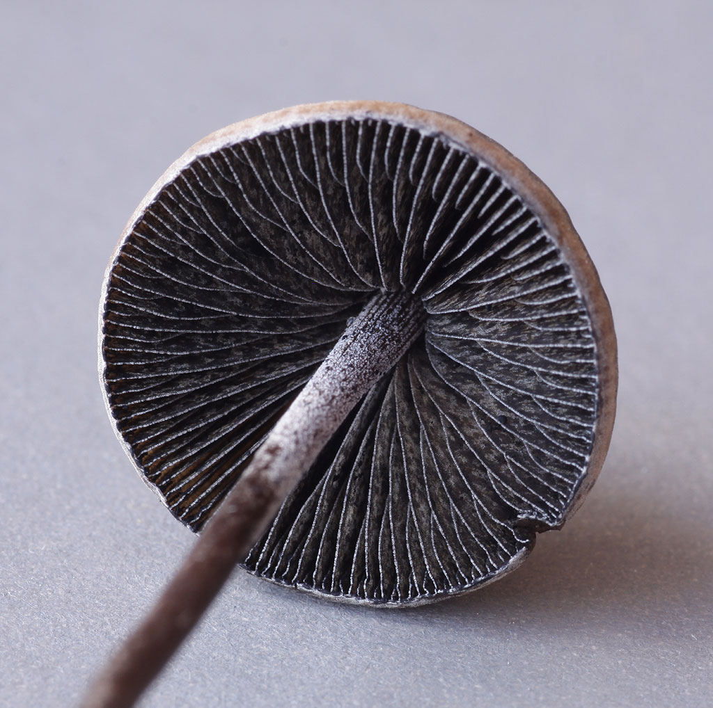 Copyright: Terry Swainbank