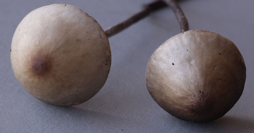 Copyright: Terry Swainbank