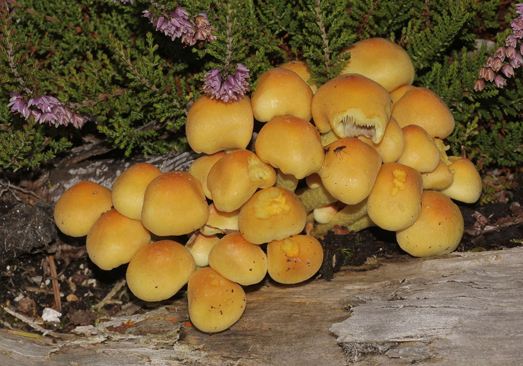 Copyright: Steve Terry