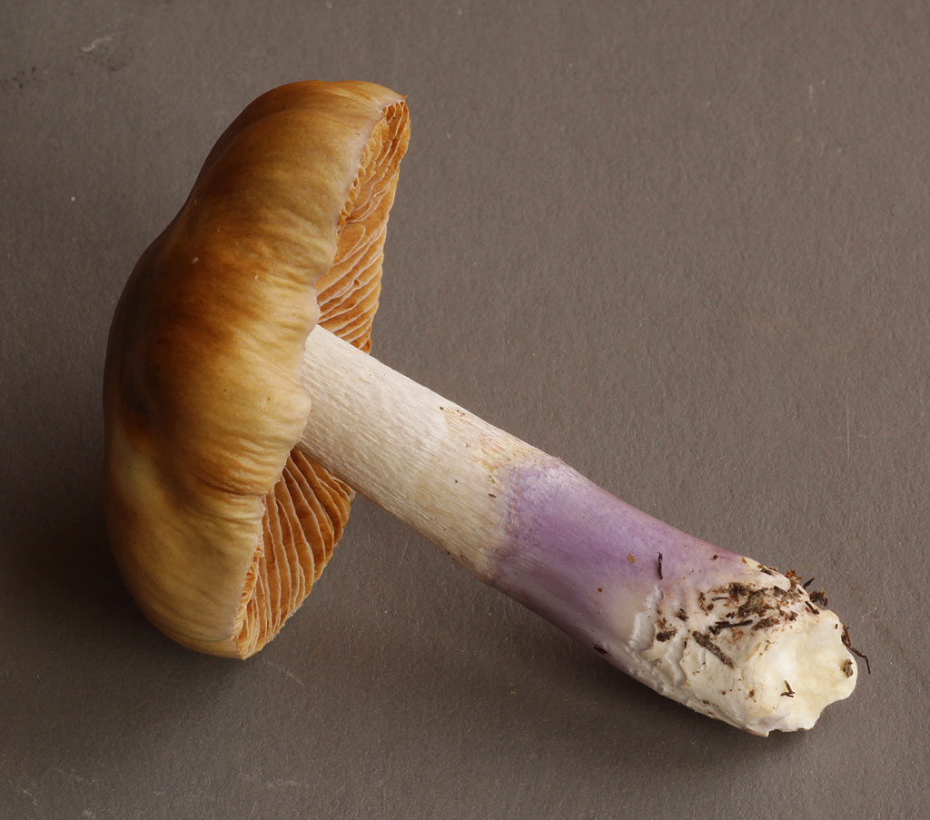 Copyright: Steve Terry