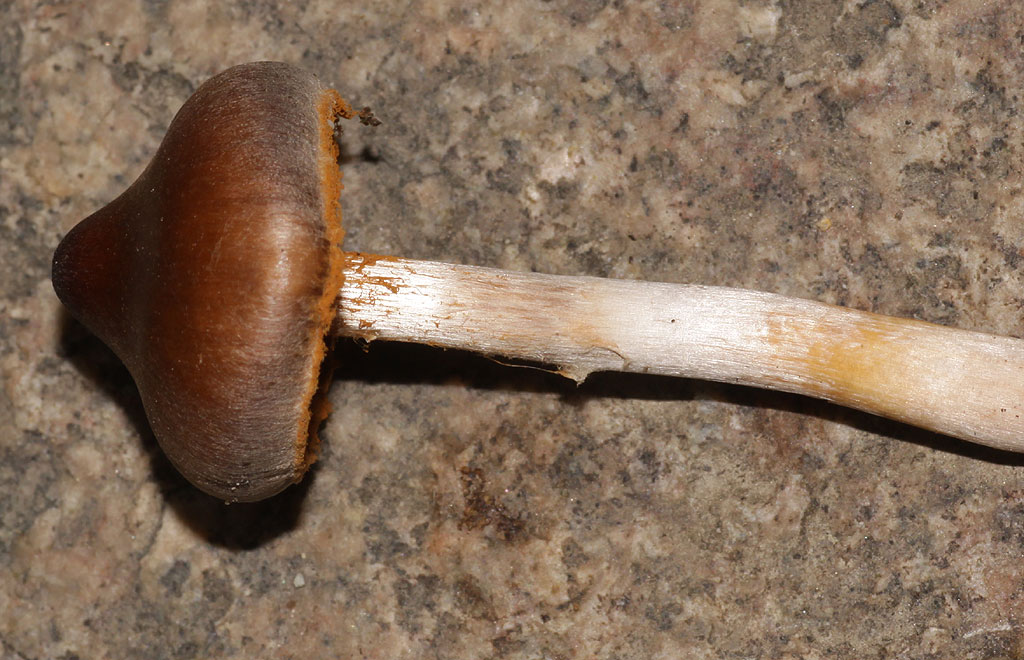 Copyright: Steve Terry