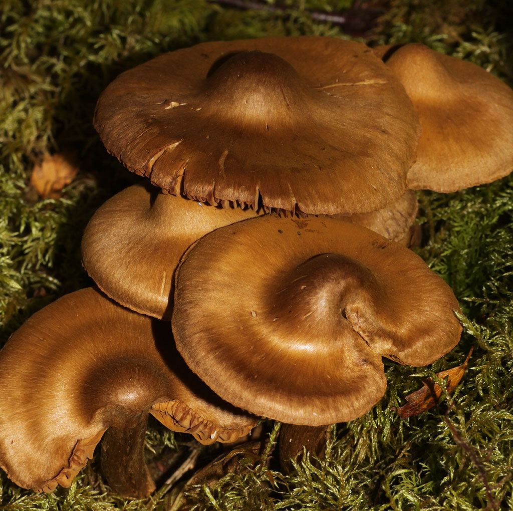 Copyright: Steve Terry