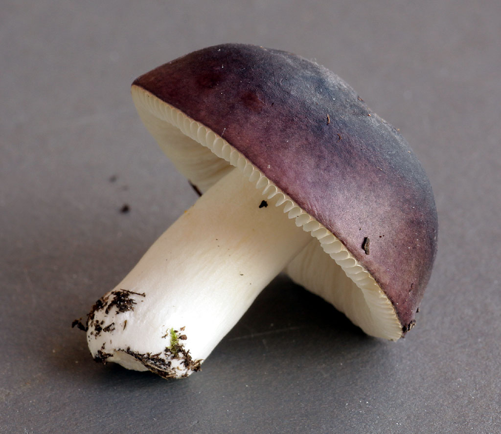 Copyright: Steve Terry