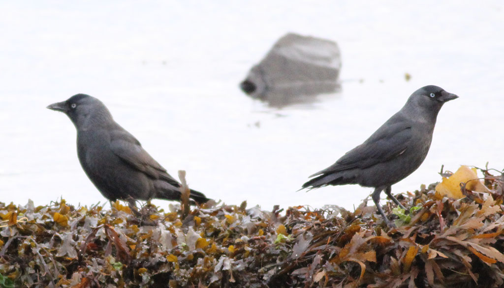 Copyright: Steve Terry