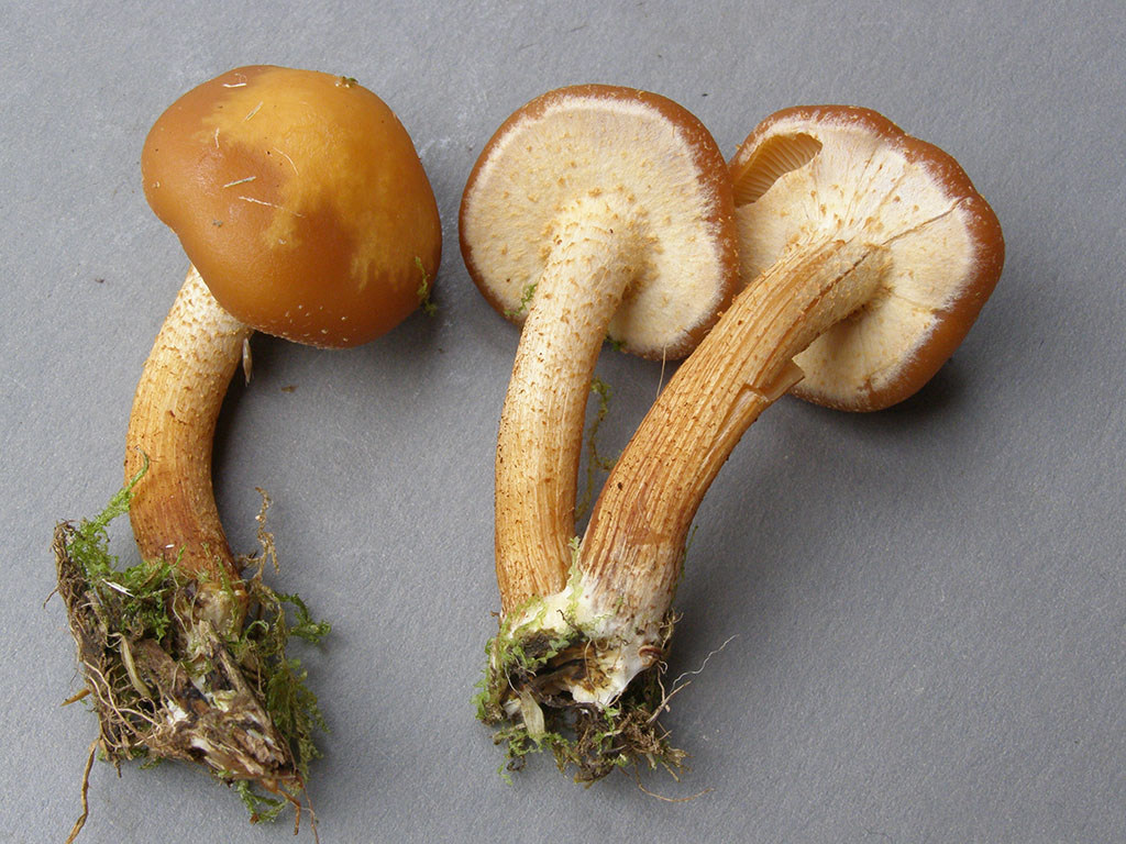 Copyright: Steve Terry