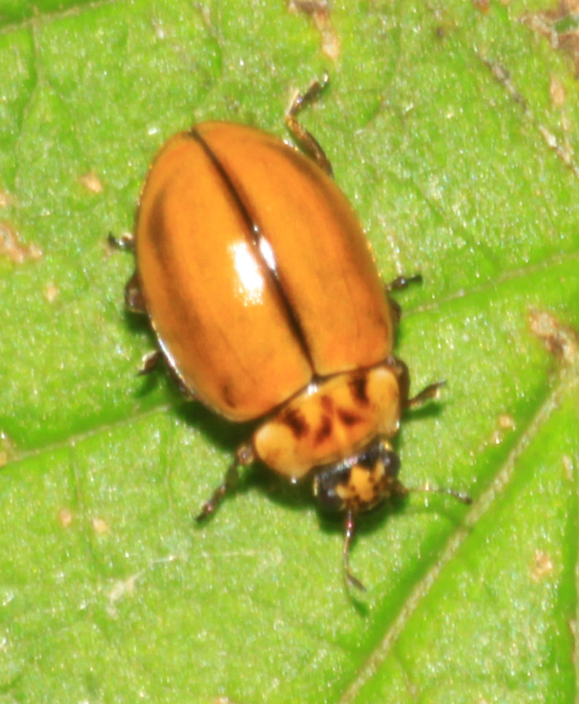 Copyright: Steve Terry