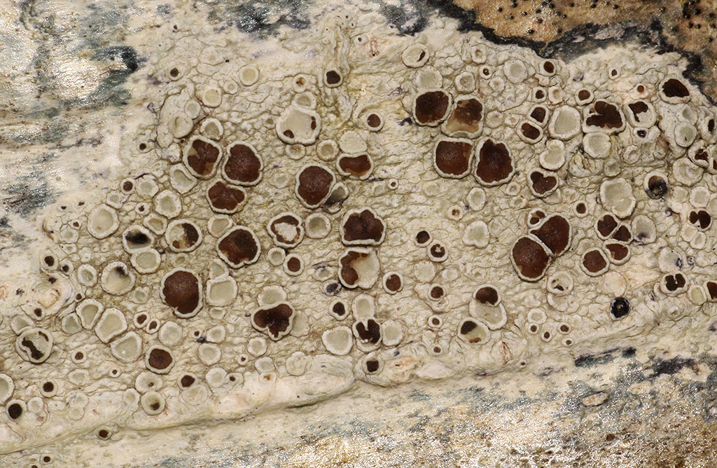 Copyright: Steve Terry