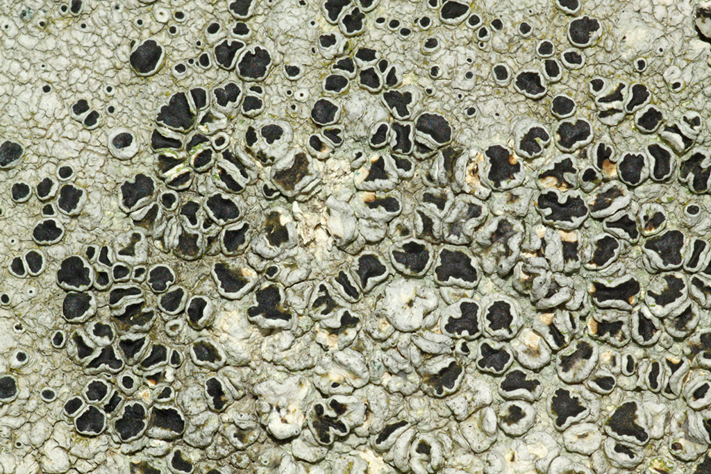 Copyright: Steve Terry