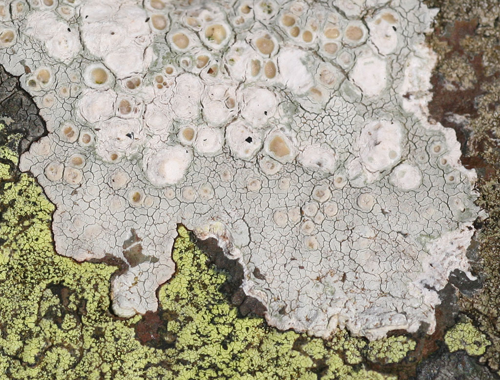 Copyright: Steve Terry