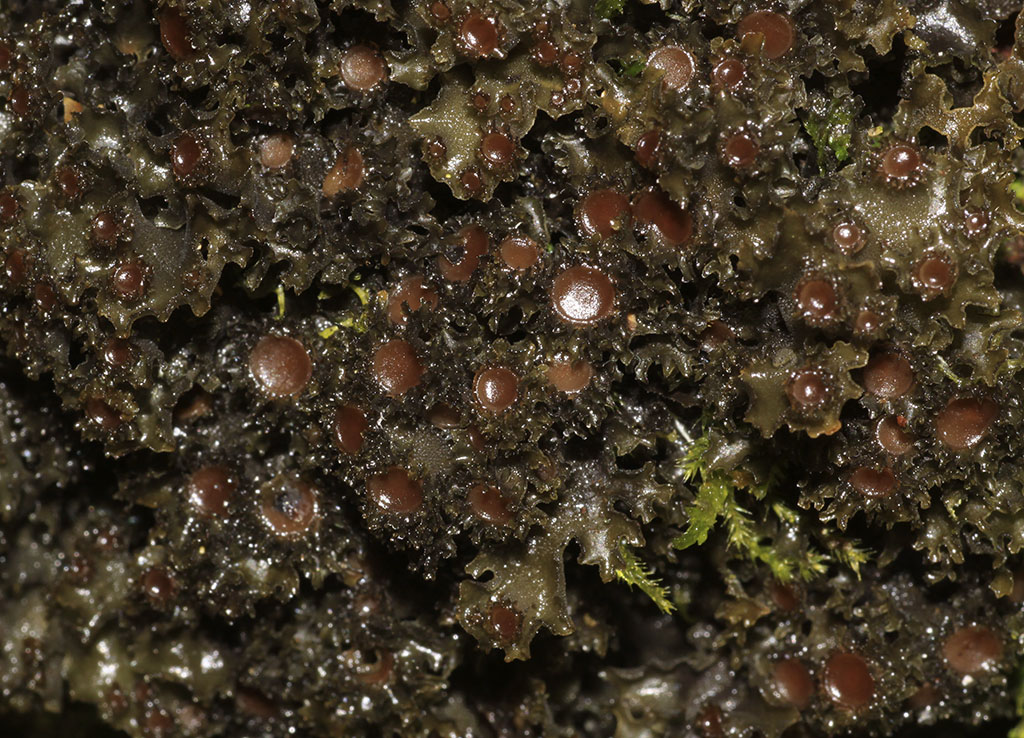 Copyright: Steve Terry