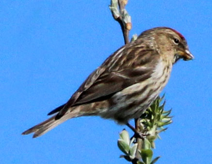 Copyright: Ken Billington