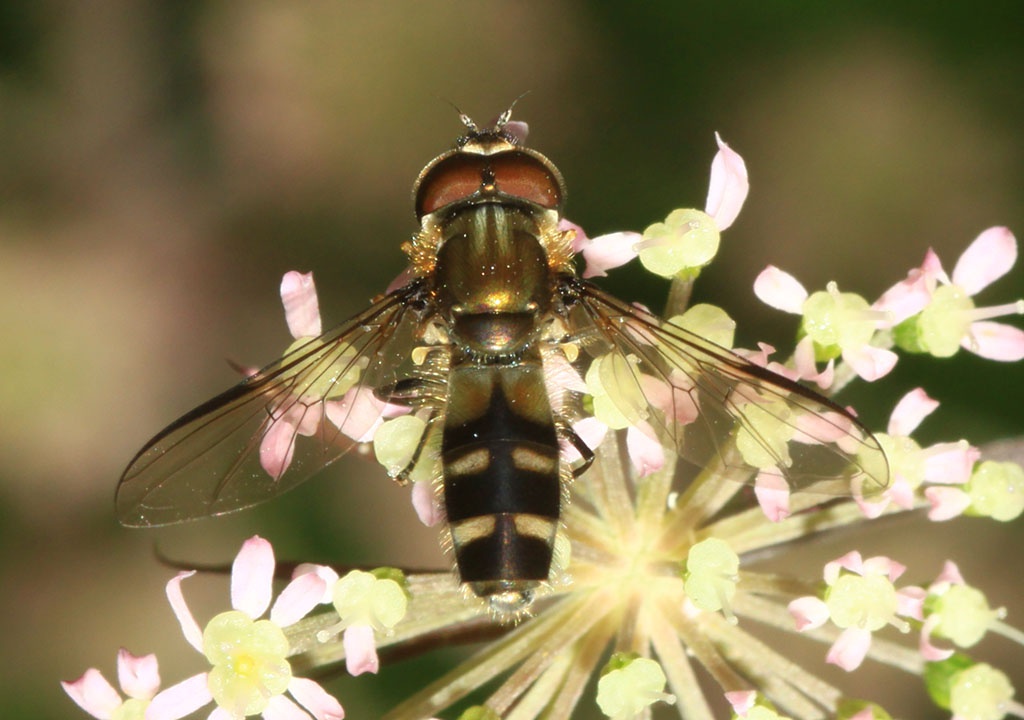 Copyright: Steve Terry