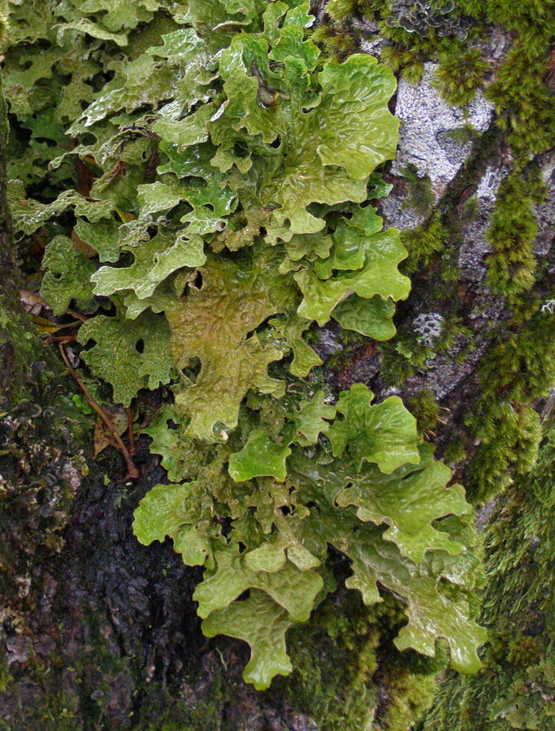 Copyright: Steve Terry