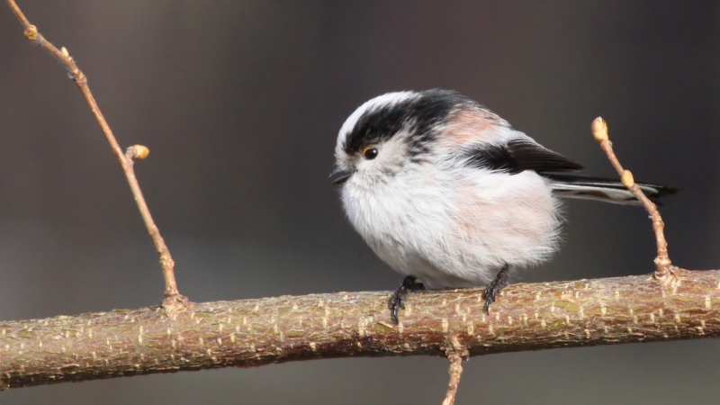 Copyright: Ken Billington