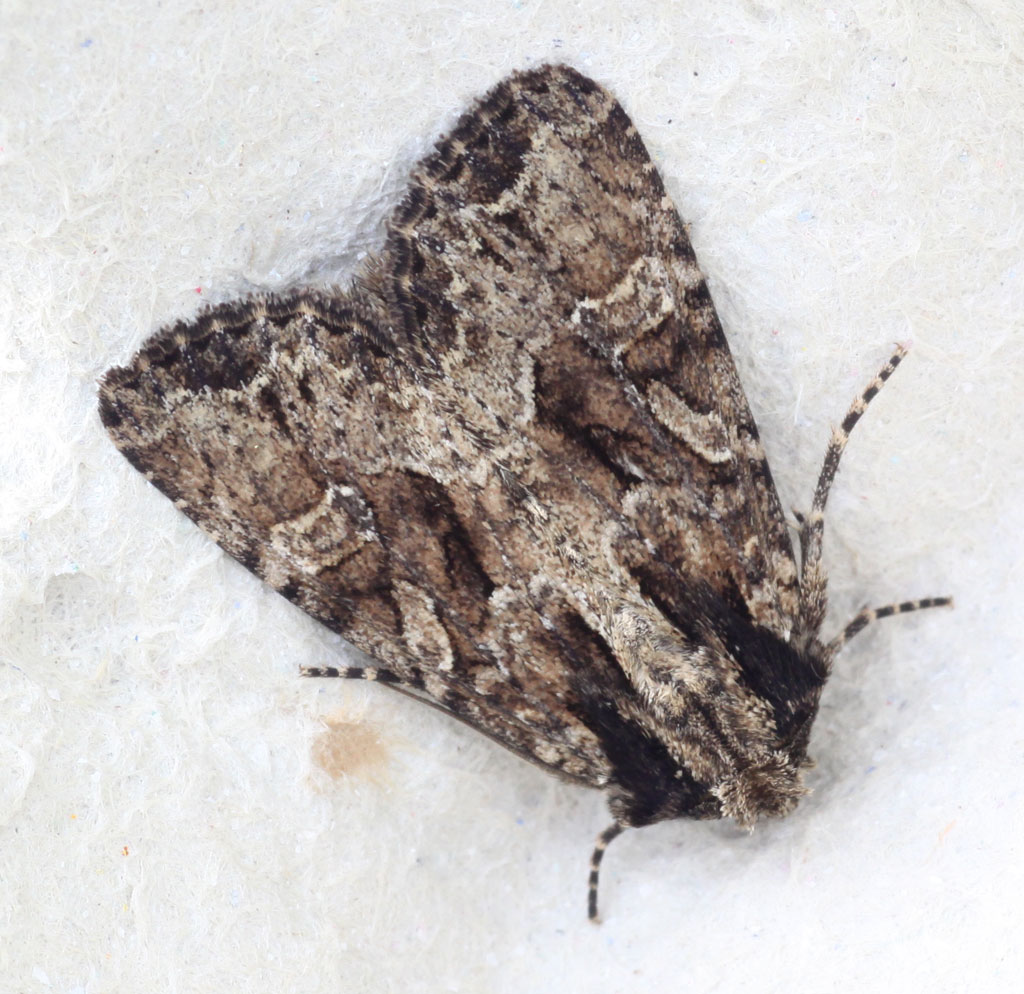 Copyright: Steve Terry