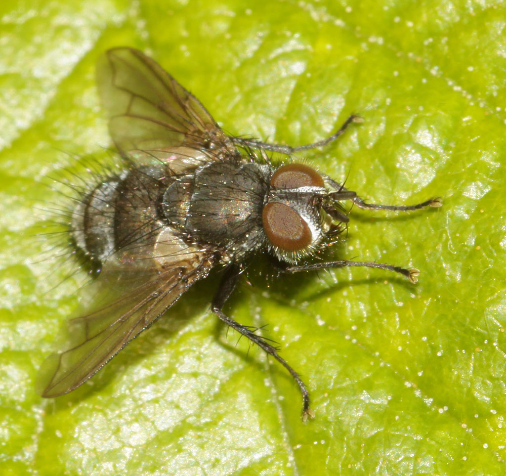 Copyright: Steve Terry