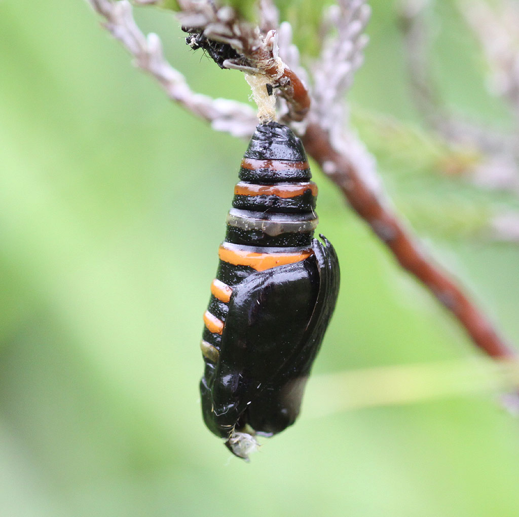 Copyright: Steve Terry