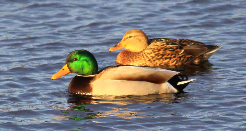 Copyright: Steve Terry