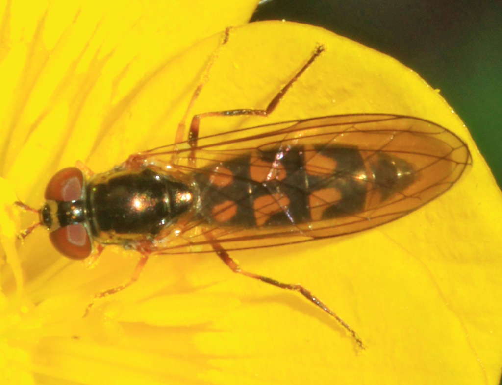 Copyright: Steve Terry