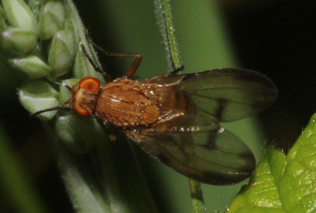 Copyright: Steve Terry