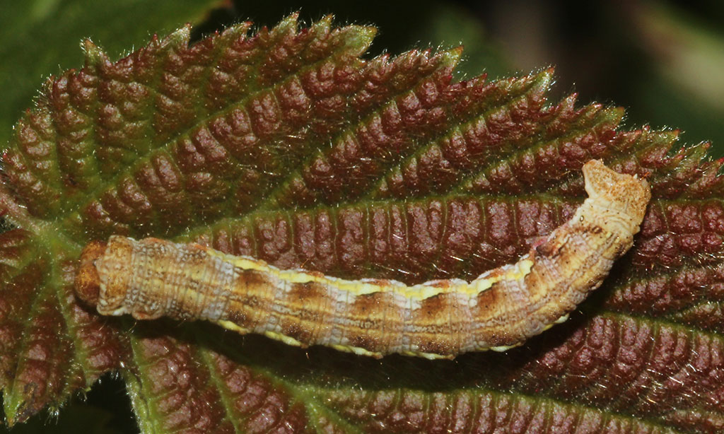 Copyright: Steve Terry