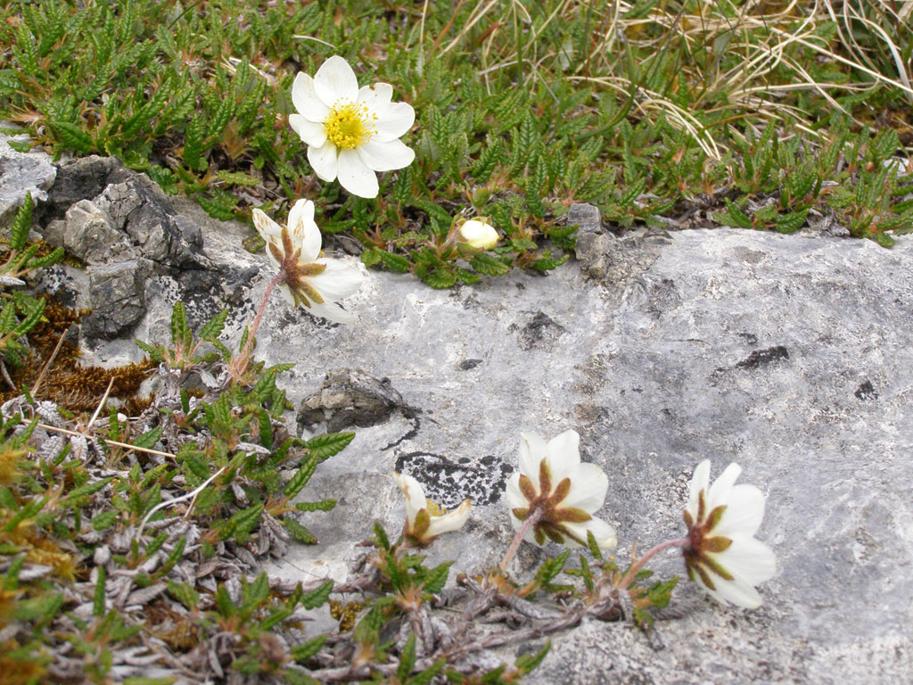 Copyright: Steve Terry