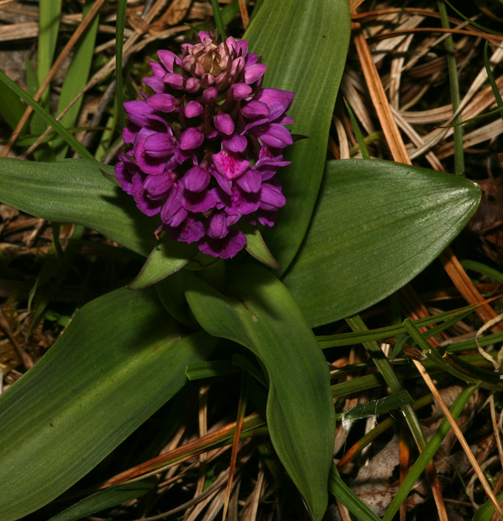 Copyright: Steve Terry