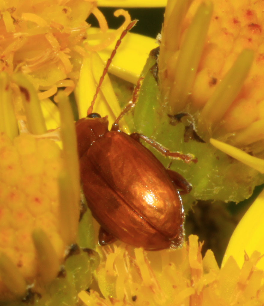 Copyright: Steve Terry