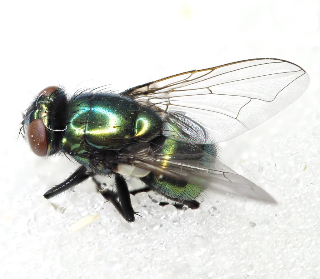 Copyright: Steve Terry