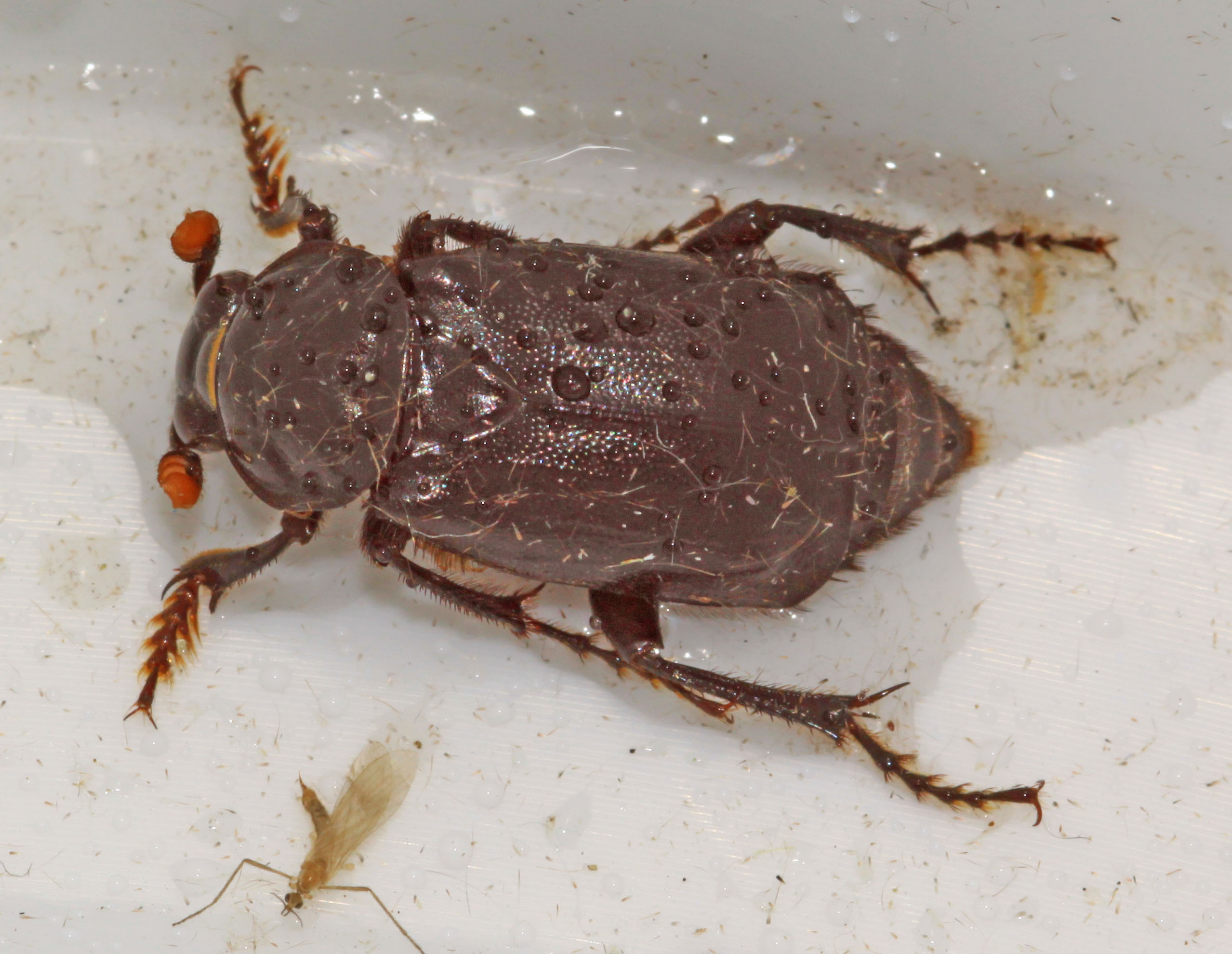 Copyright: Steve Terry