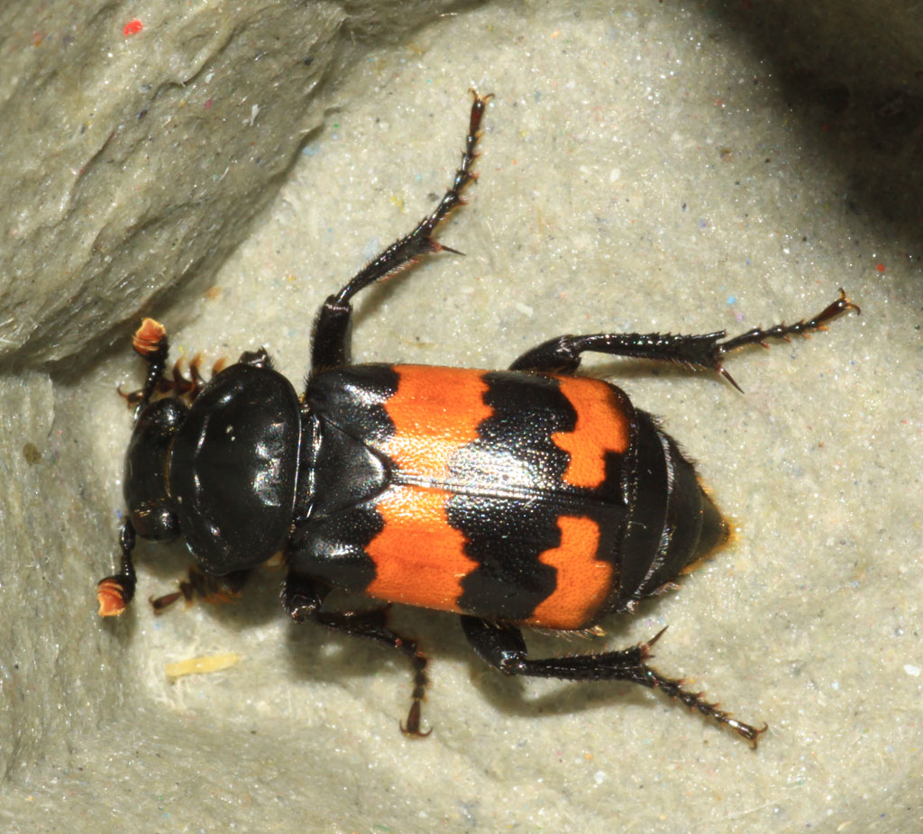 Copyright: Steve Terry