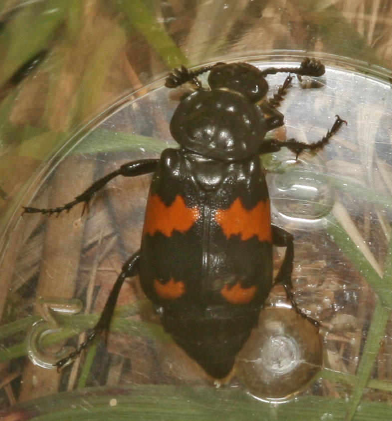 Copyright: Steve Terry