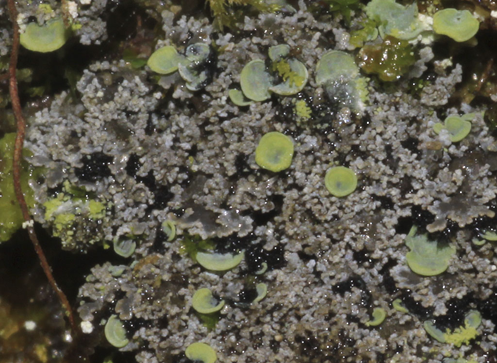 Copyright: Steve Terry