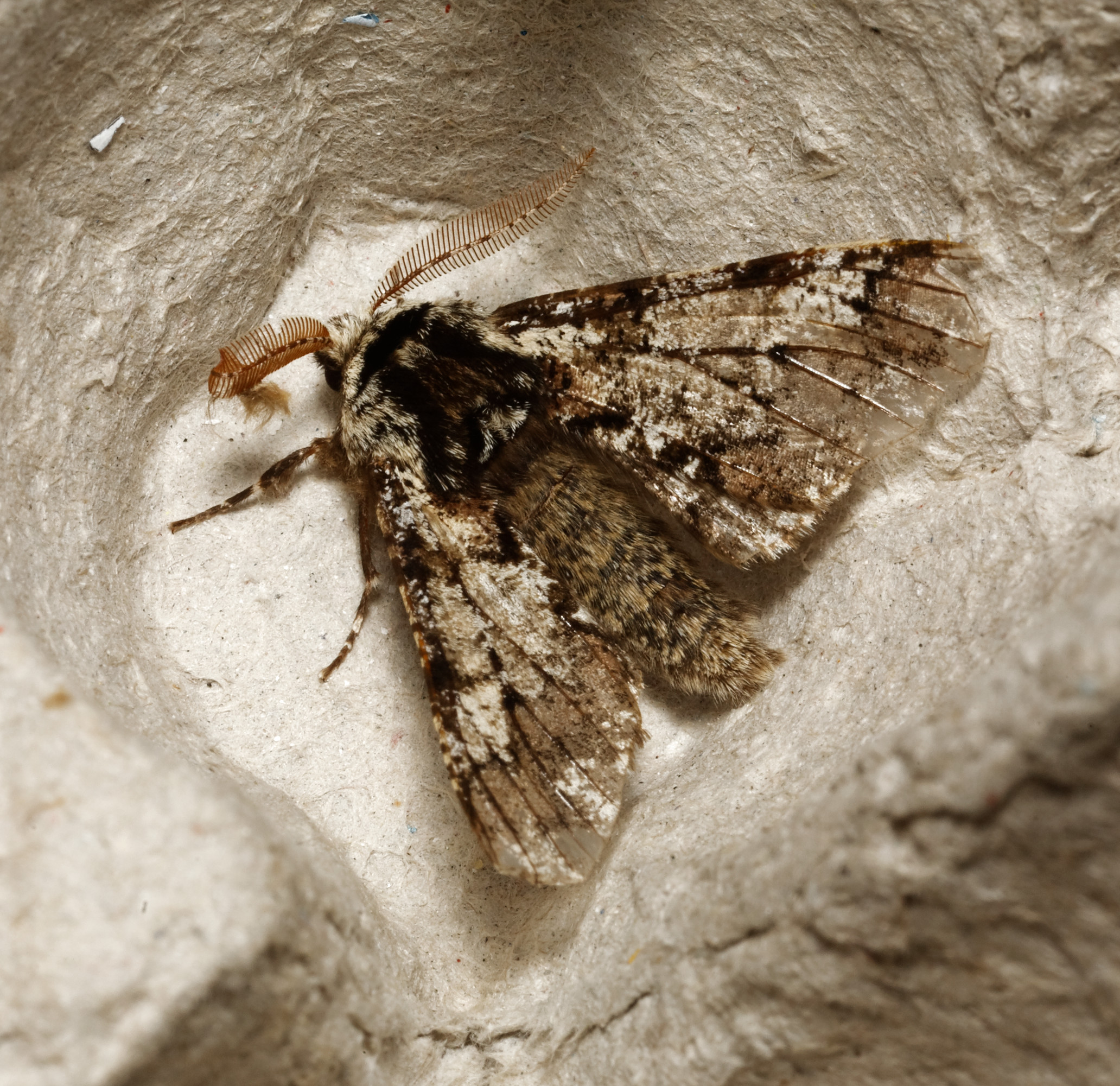 Copyright: Steve Terry