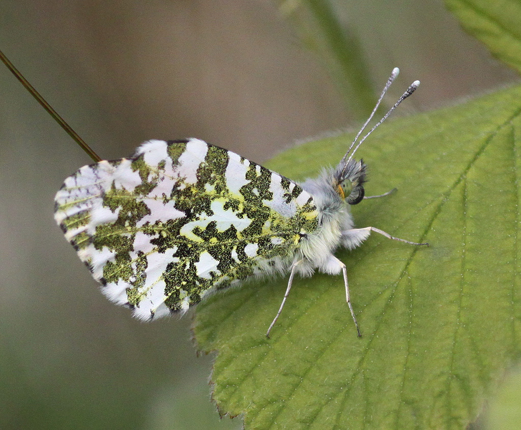 Copyright: Steve Terry