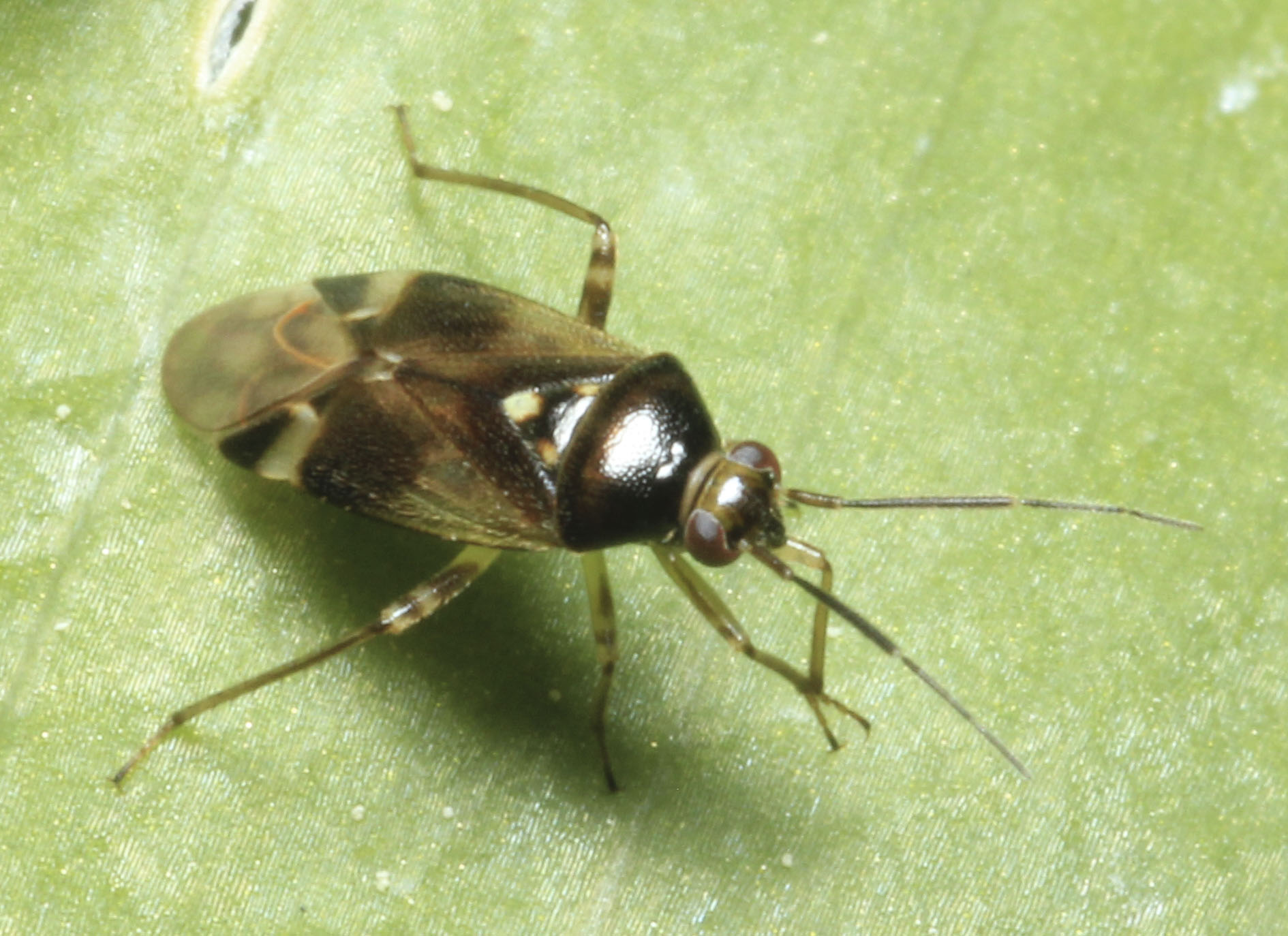 Copyright: Steve Terry