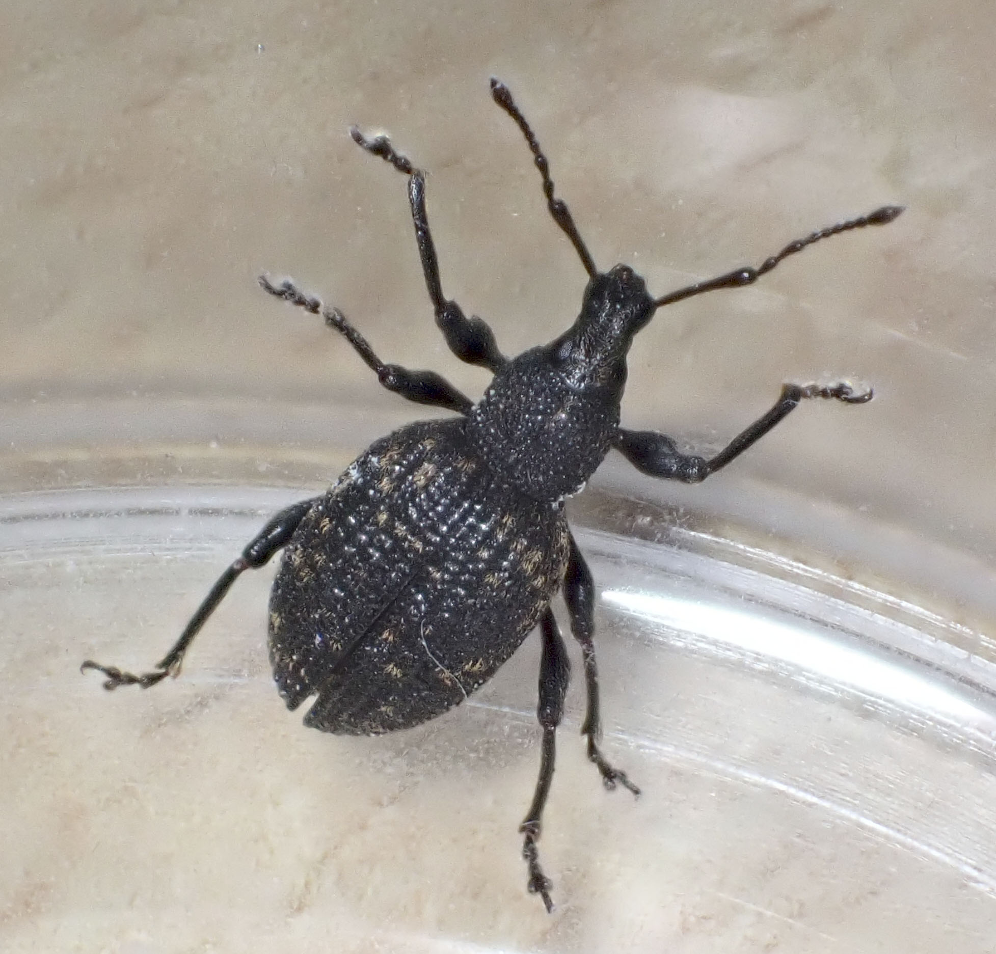 Copyright: Steve Terry