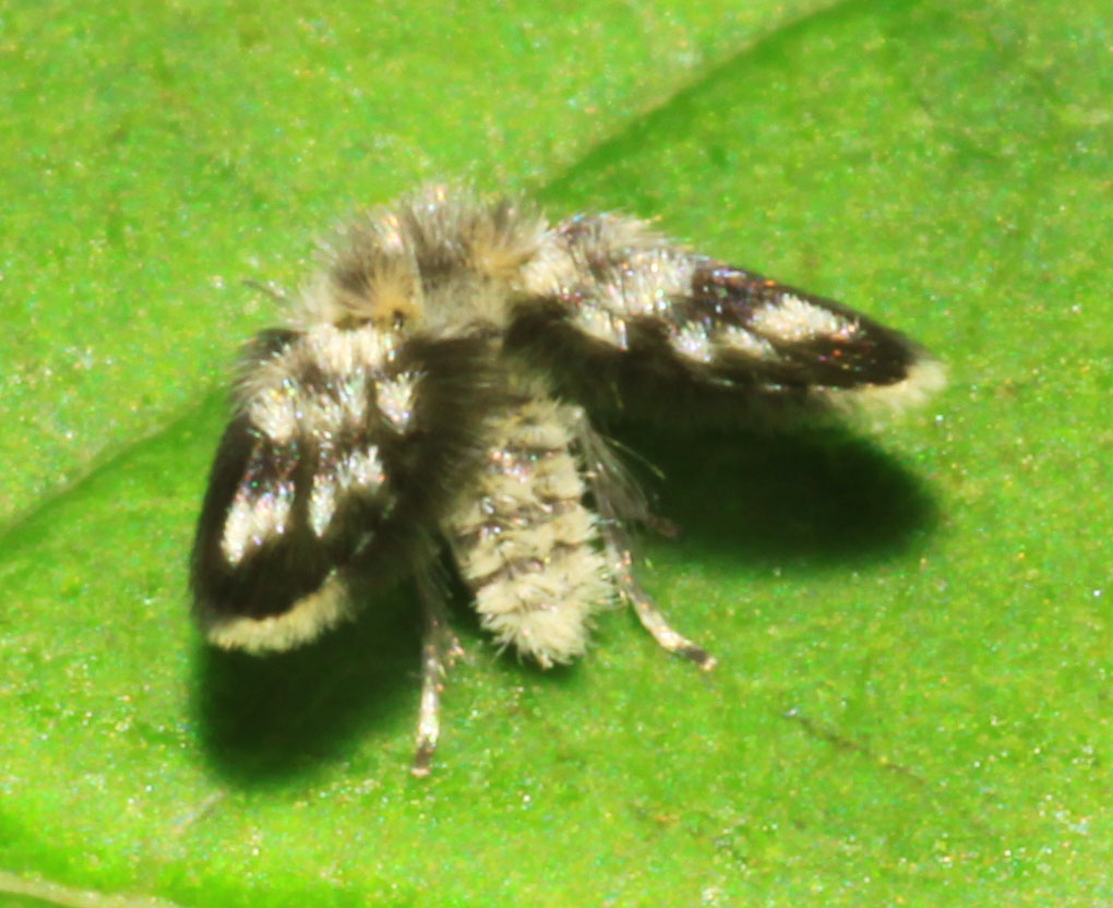 Copyright: Steve Terry