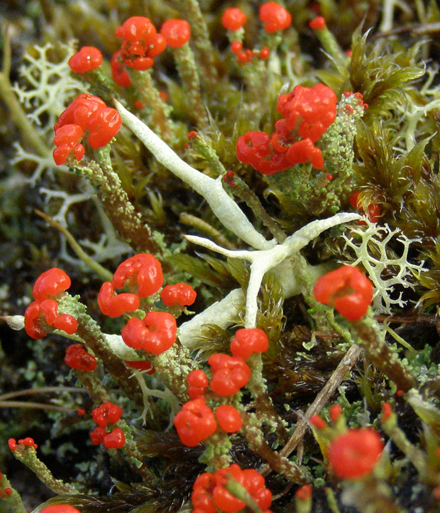 Copyright: Steve Terry