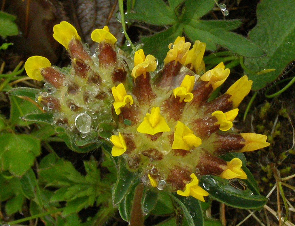 Copyright: Steve Terry