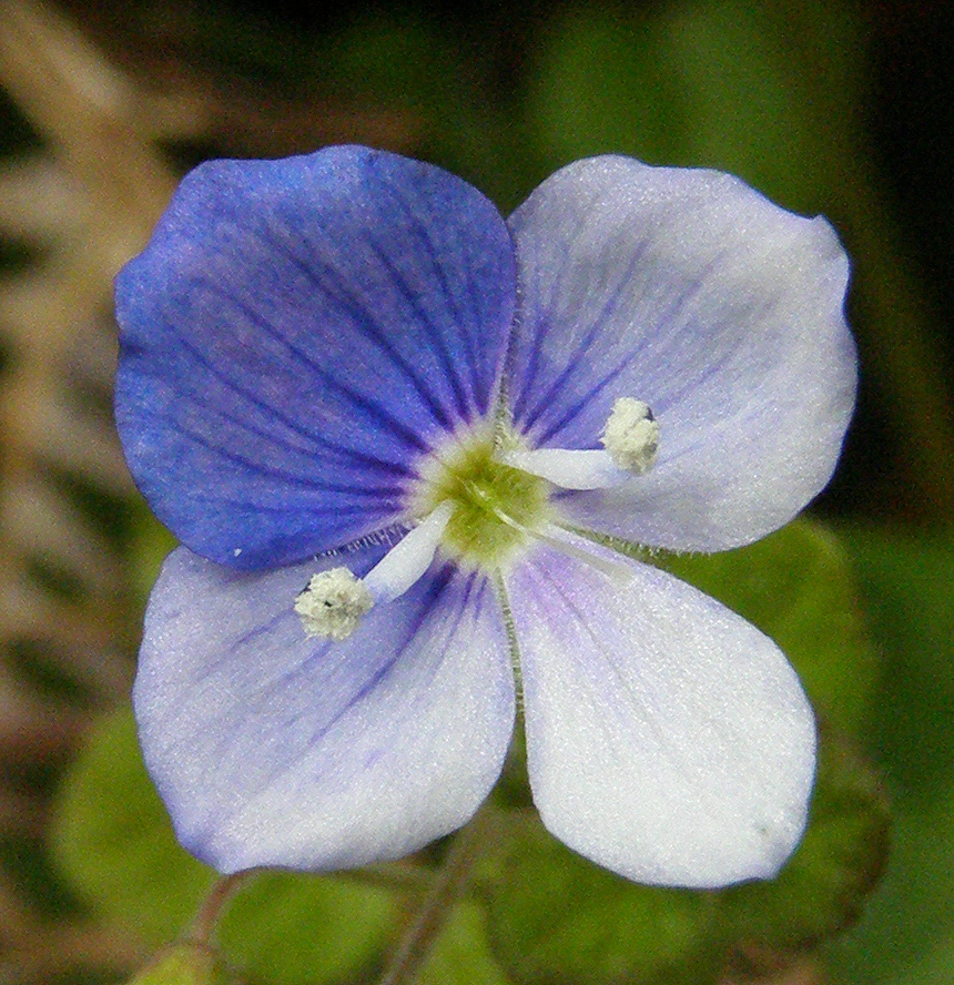 Copyright: Steve Terry