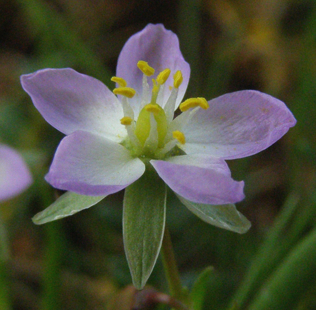 Copyright: Steve Terry