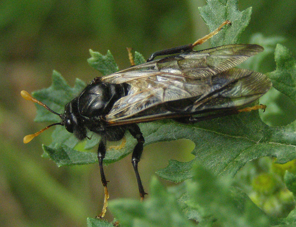 Copyright: Steve Terry