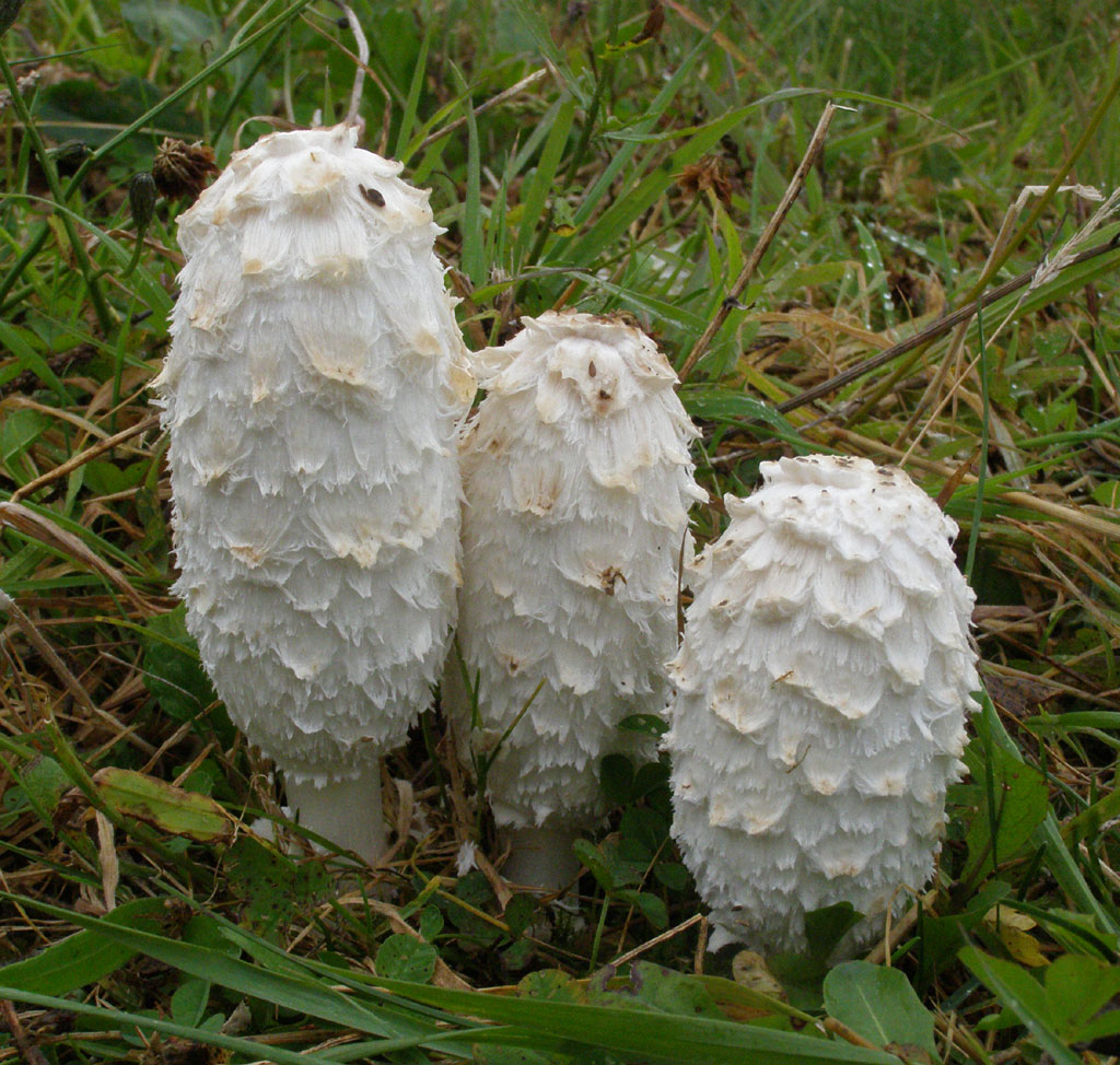 Copyright: Steve Terry