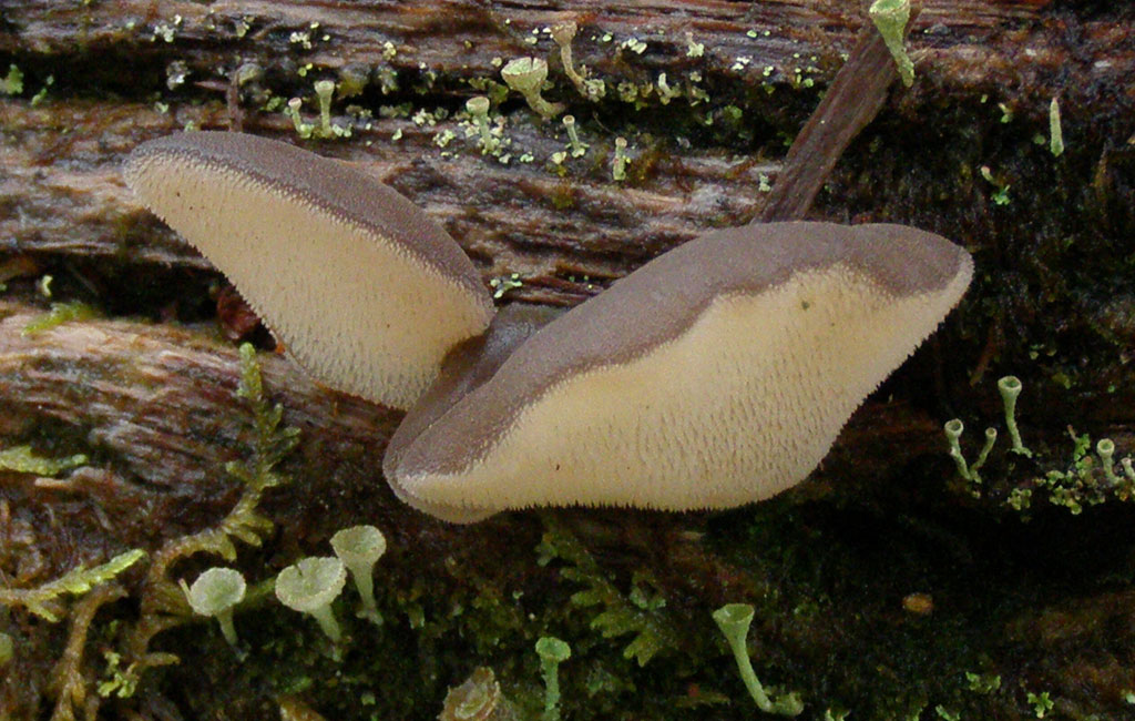 Copyright: Steve Terry