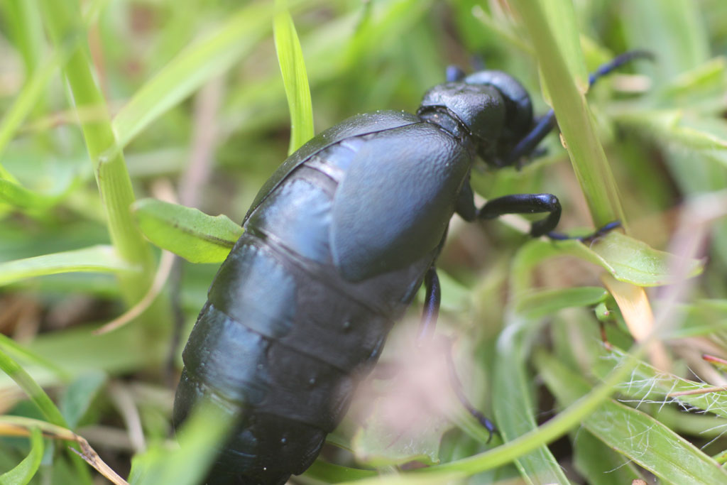 Copyright: Steve Terry