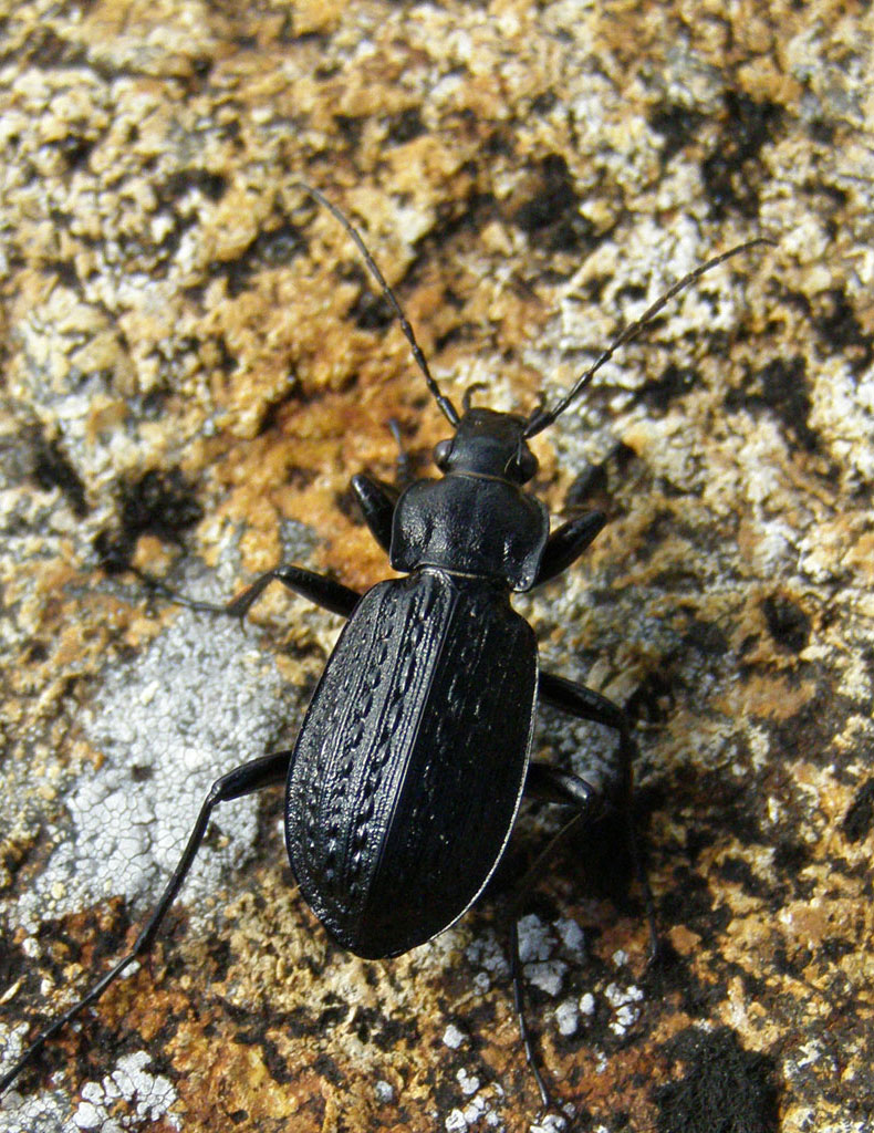 Copyright: Steve Terry