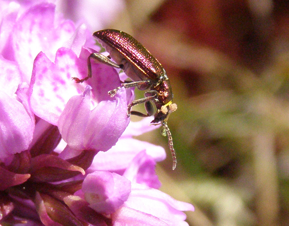 Copyright: Steve Terry