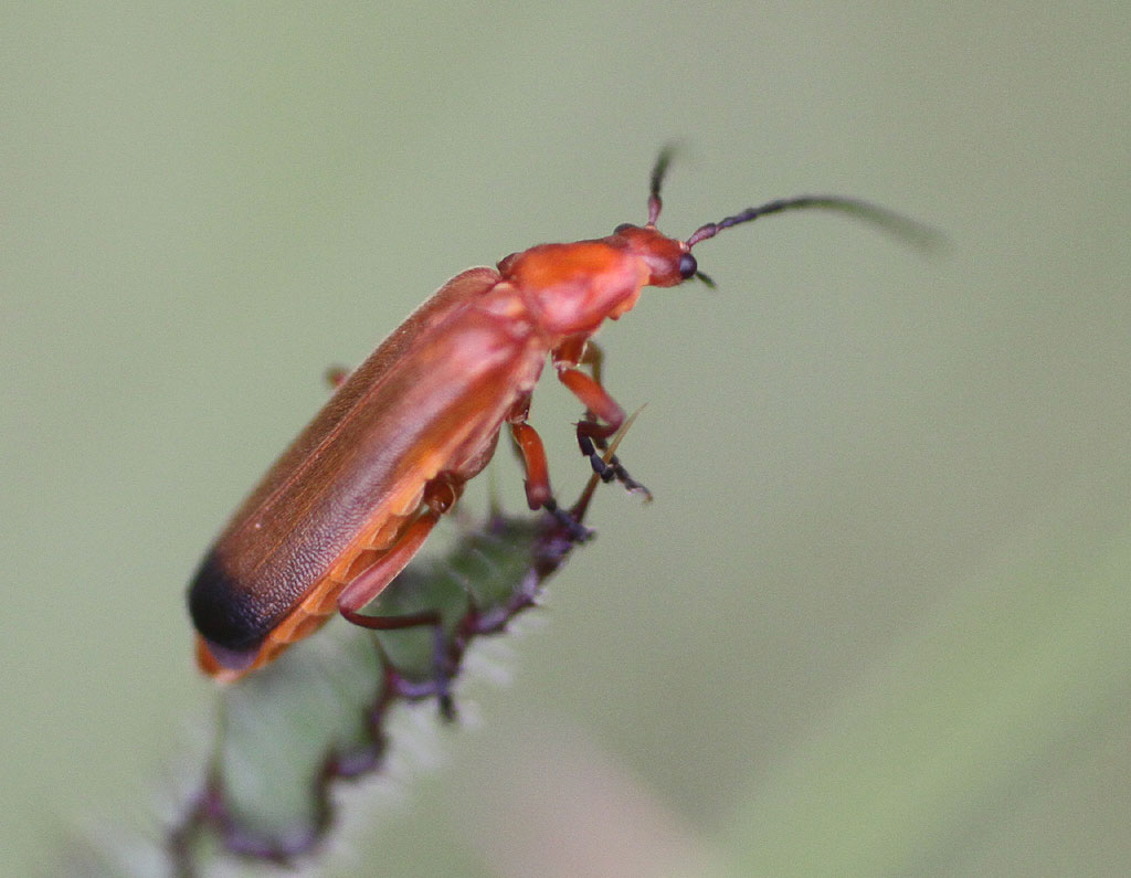 Copyright: Steve Terry